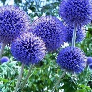 ECHINOPS ritro “Platinum blue”