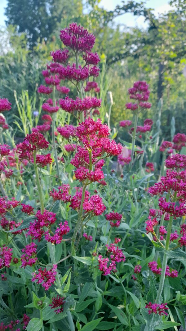 CENTRANTHUS ruber var. coccineus