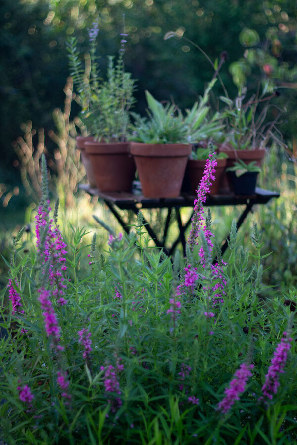 salicaria