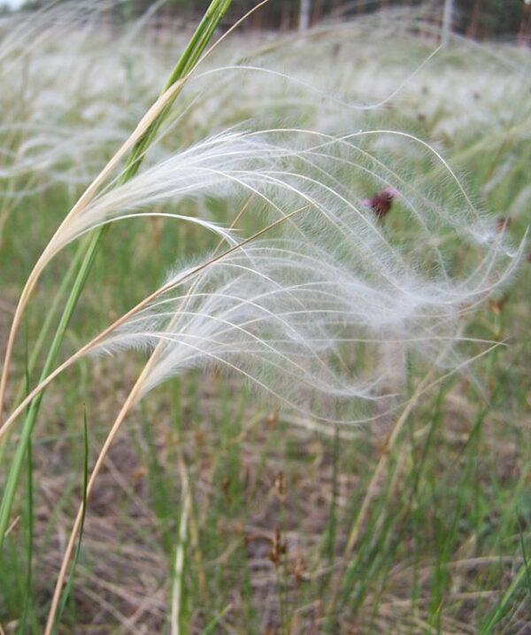 Stipa tirsa