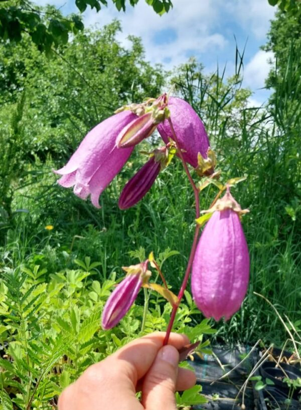 Campanula punctata f. rubriflora