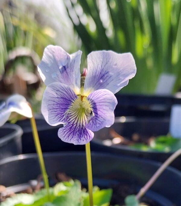 Viola cucullata