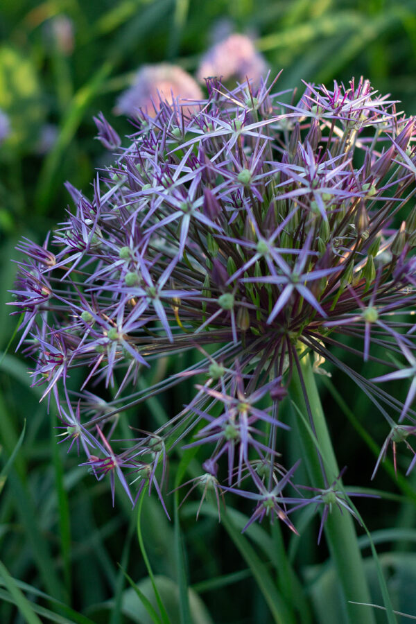 Allium christophii