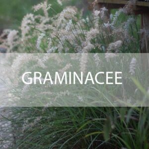 Graminacee