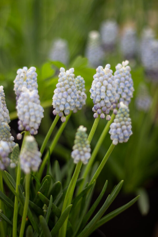 Muscari "Peppermint" - immagine 2