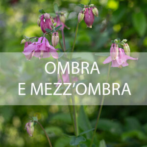 Ombra e mezz'ombra