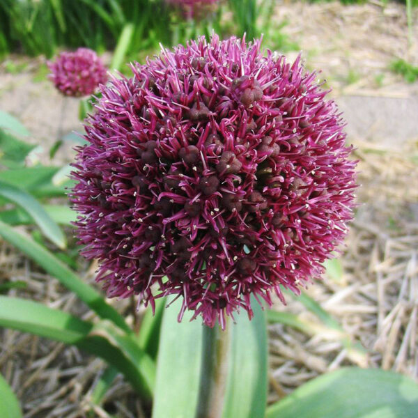 Allium "Ostara"