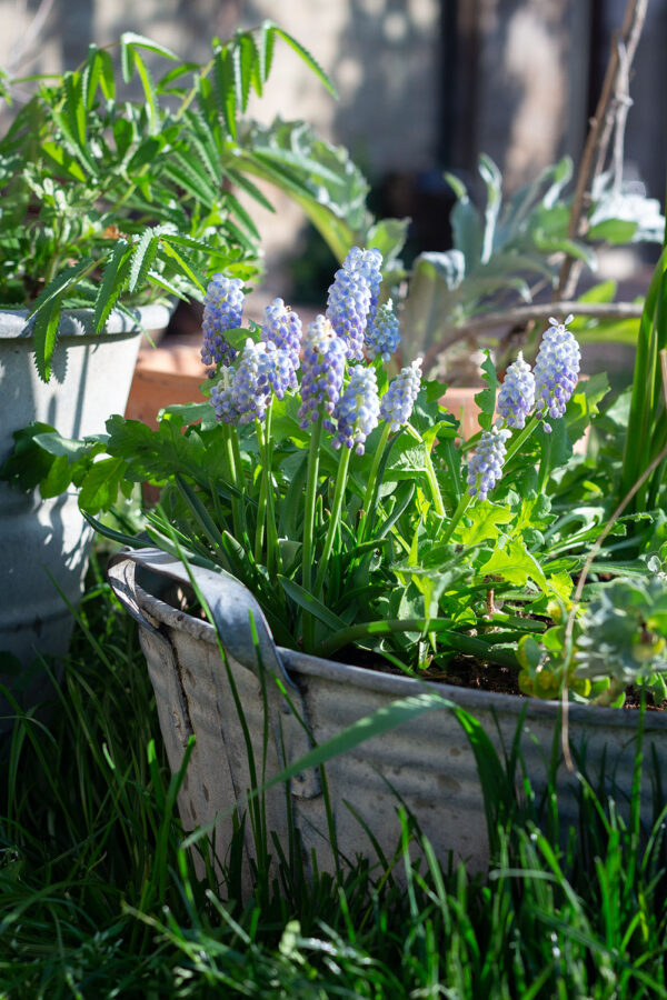 Muscari "Peppermint"