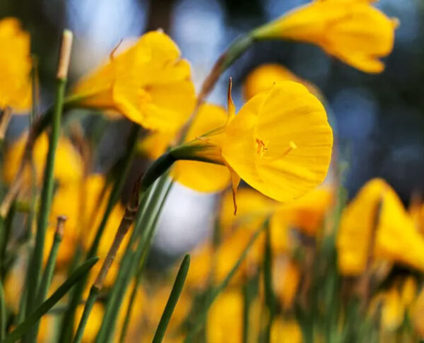 Narcissus "Oxford gold"