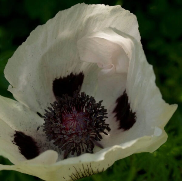 Papaver orientale "Royal wedding"